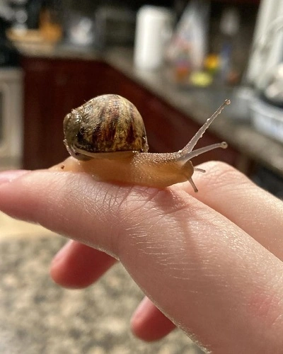 Snail Mucin